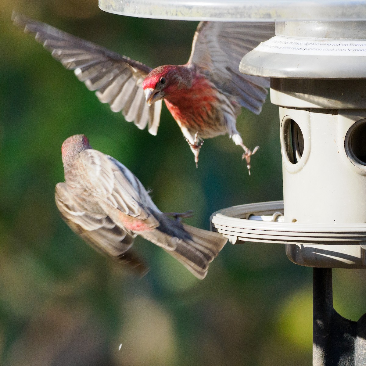 House Finch - ML616169427