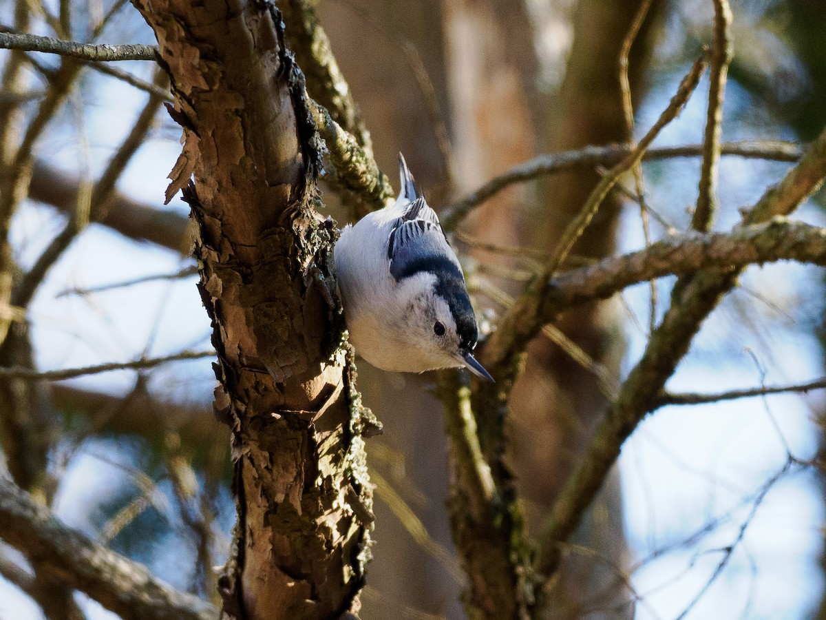 White-breasted Nuthatch - Steve Solnick