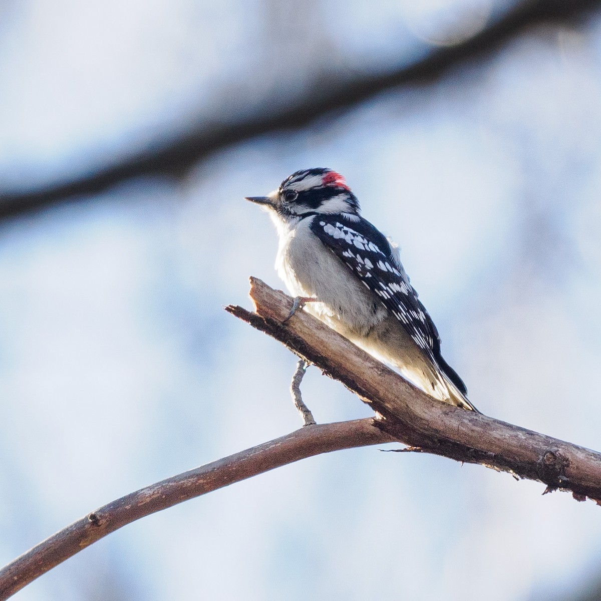 Downy Woodpecker - ML616169446