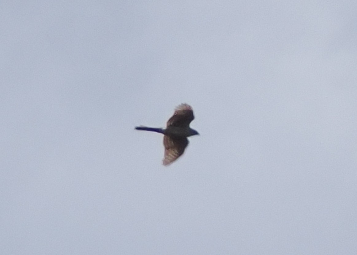 Sharp-shinned Hawk - Nora E Hanke