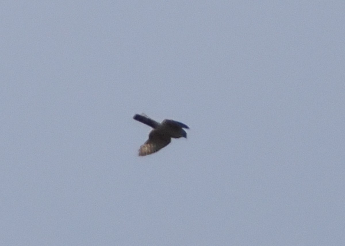 Sharp-shinned Hawk - Nora E Hanke