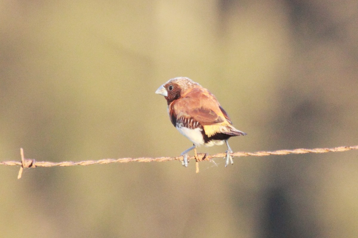 Chestnut-breasted Munia - ML616169533