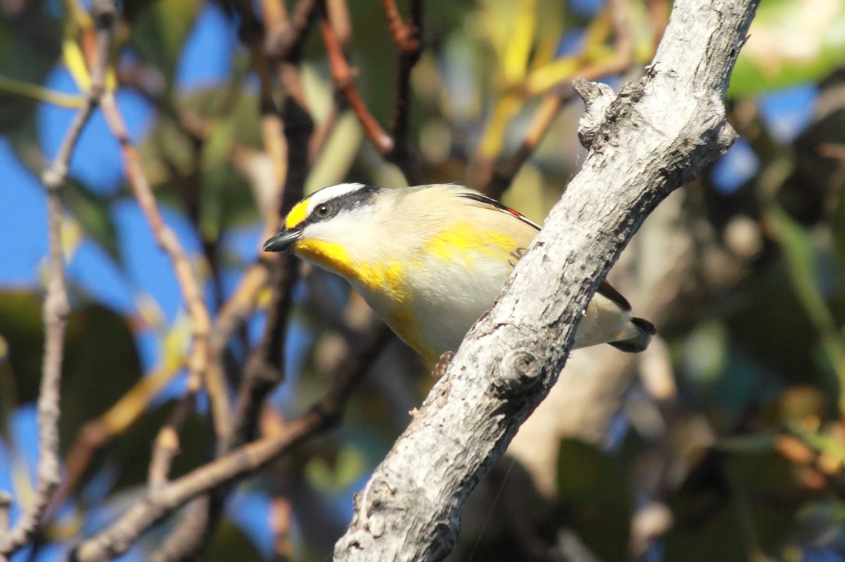 Striated Pardalote (Black-headed) - ML616169545