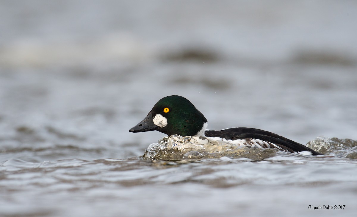 Common Goldeneye - ML616169551