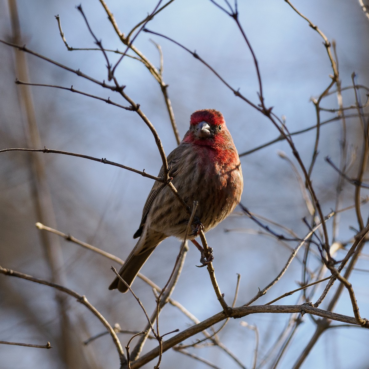 House Finch - Steve Solnick