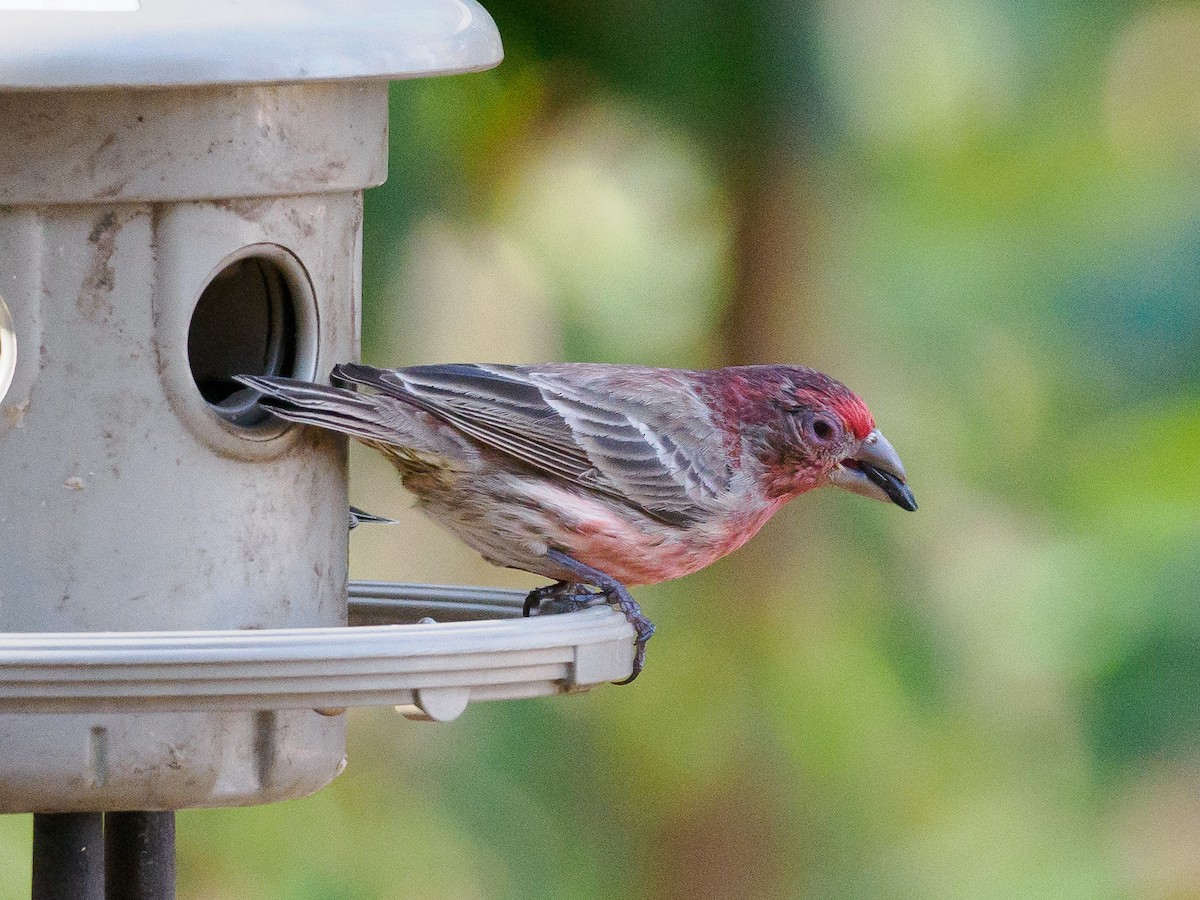 House Finch - ML616169554