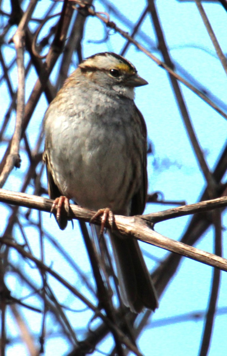 White-throated Sparrow - ML616169603