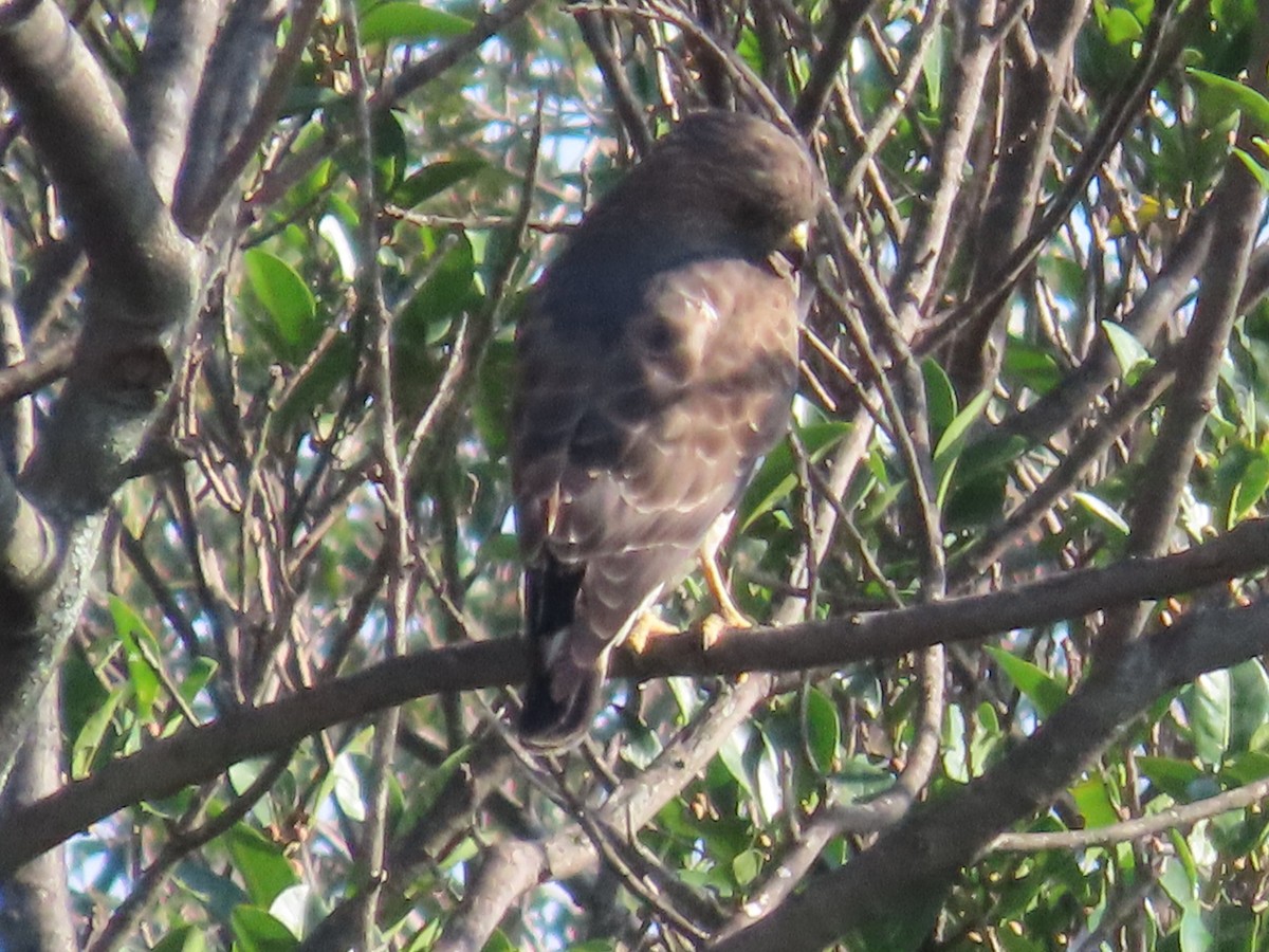 Broad-winged Hawk - Manuel Franco