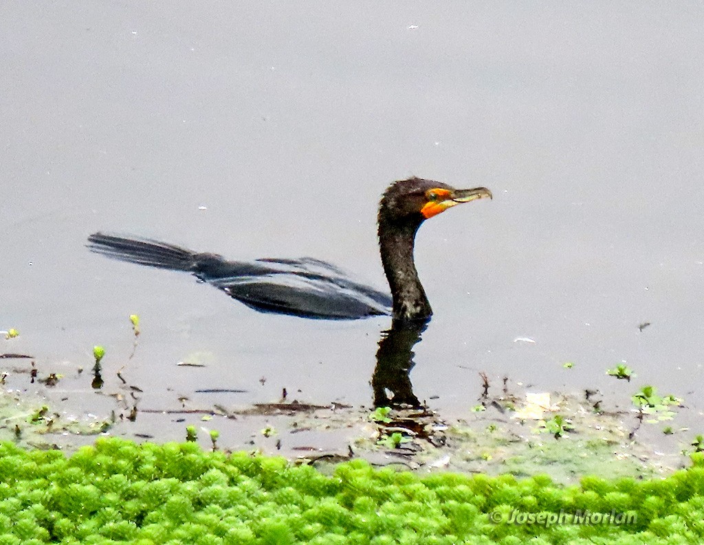 Double-crested Cormorant - Joseph Morlan