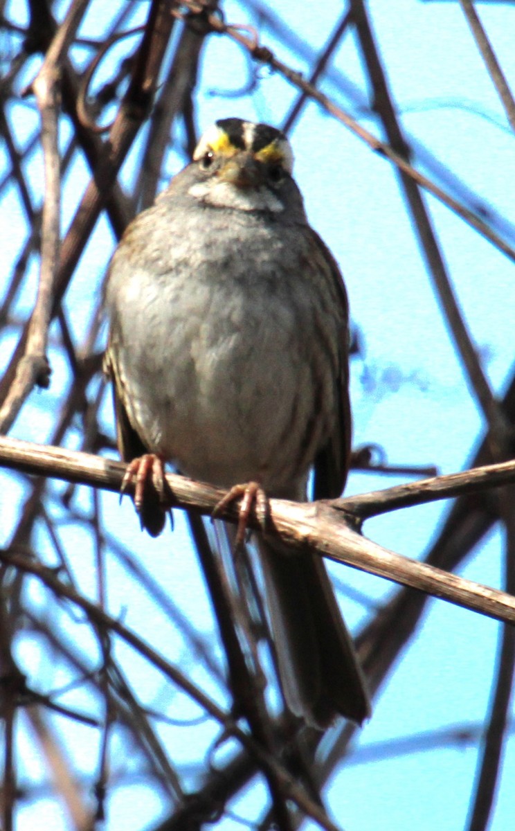 White-throated Sparrow - ML616169659