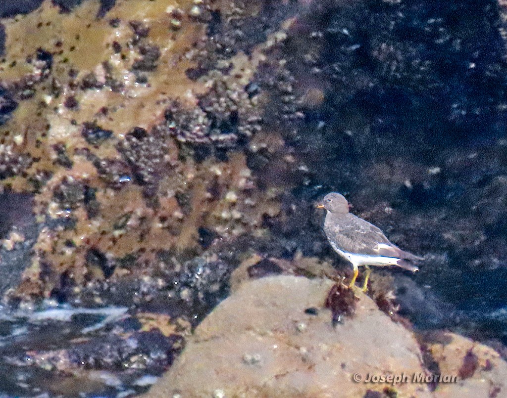 Surfbird - Joseph Morlan