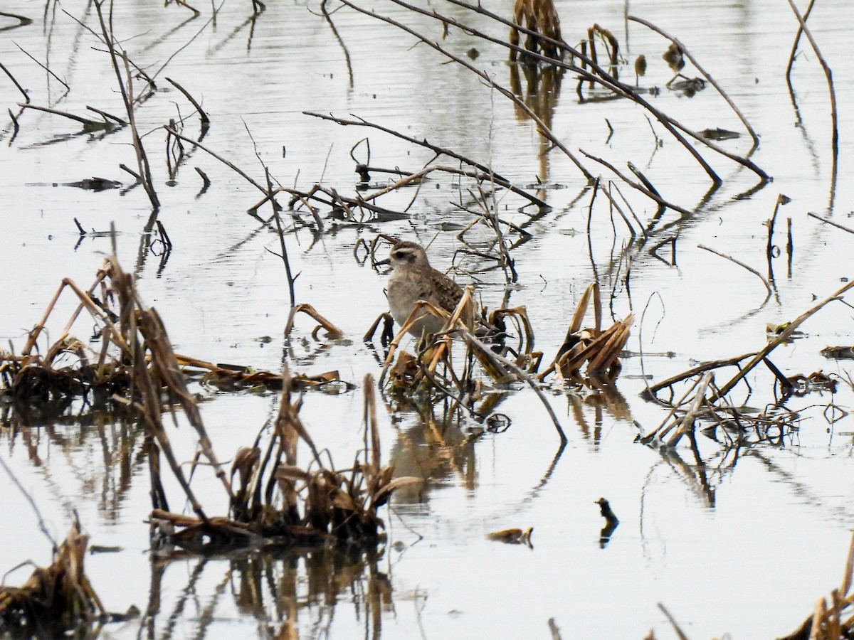 American Golden-Plover - ML616169698