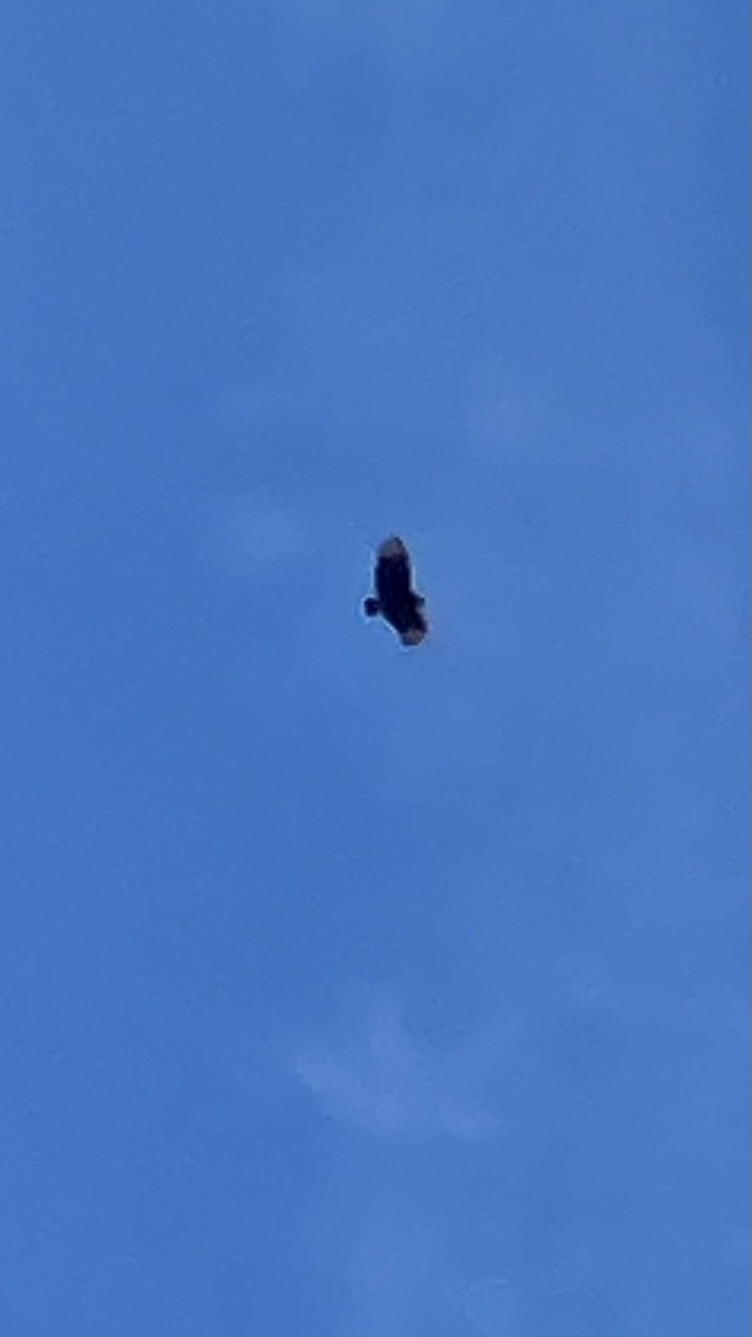 Black Vulture - ML616169808