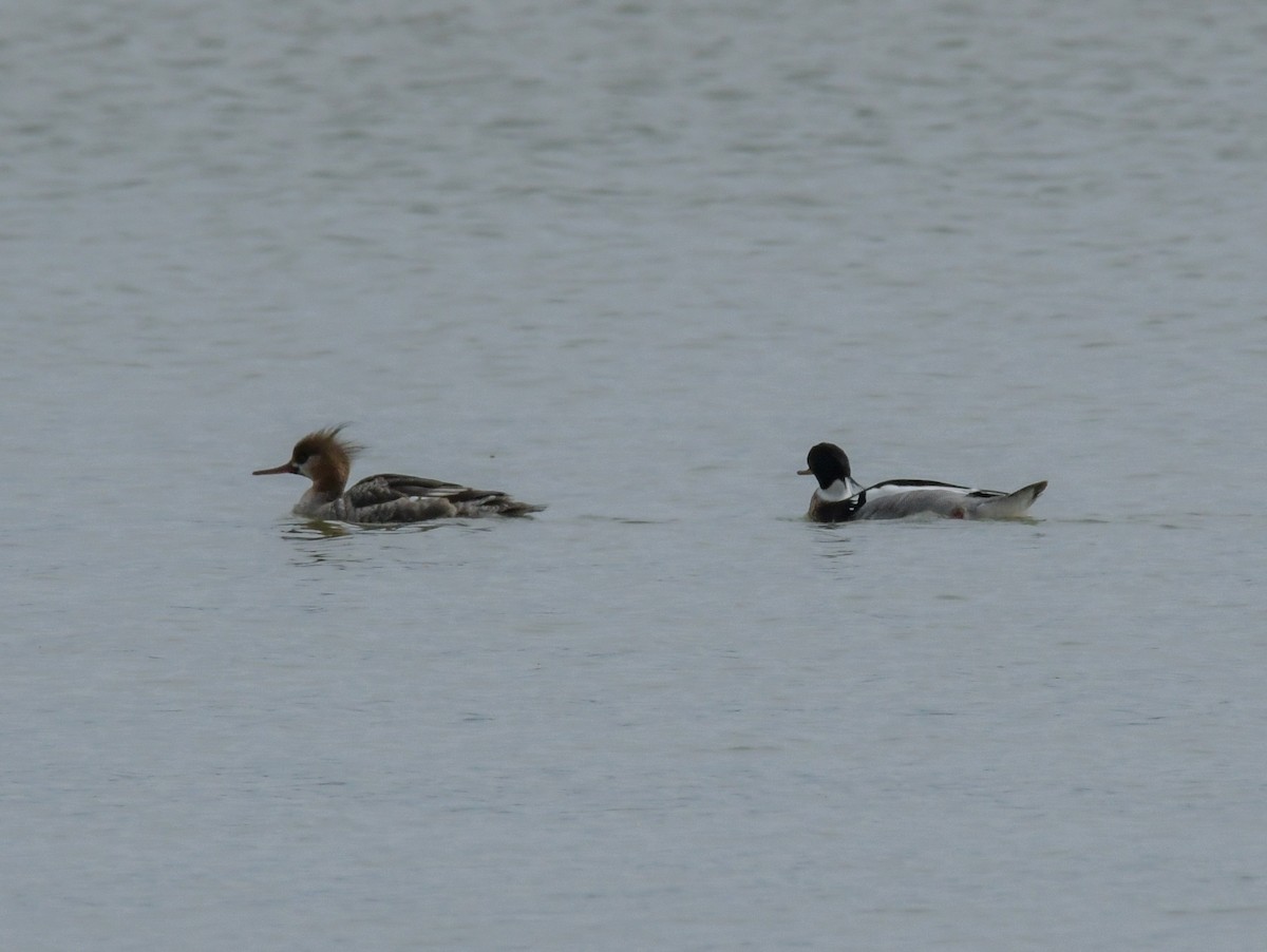 Red-breasted Merganser - ML616169831