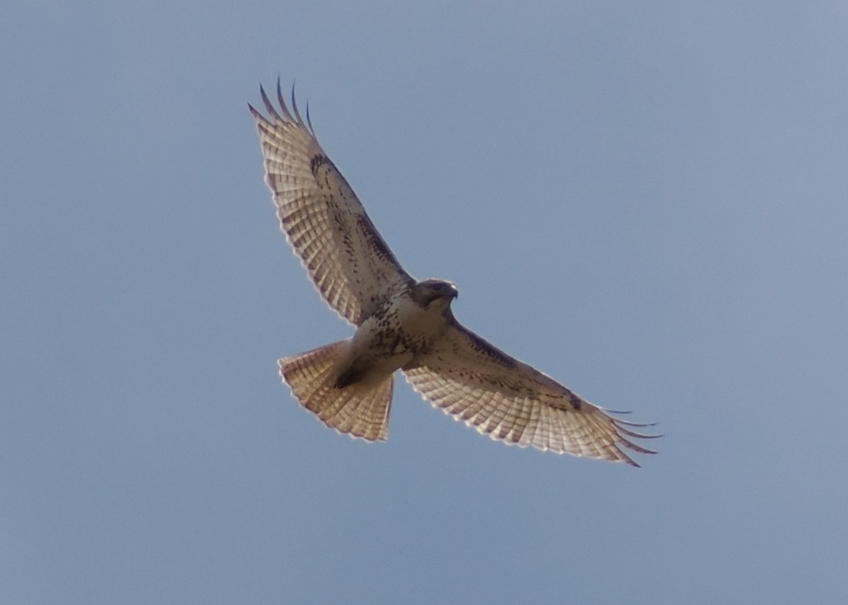 Red-tailed Hawk - ML616169833
