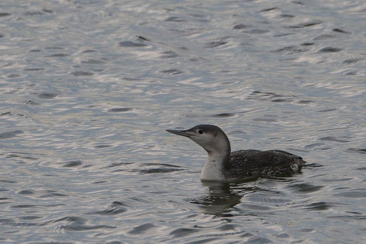 Red-throated Loon - ML616169840