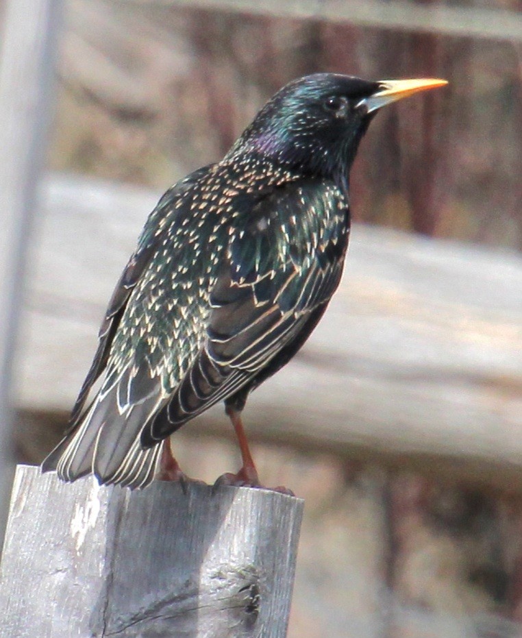 European Starling - ML616169937