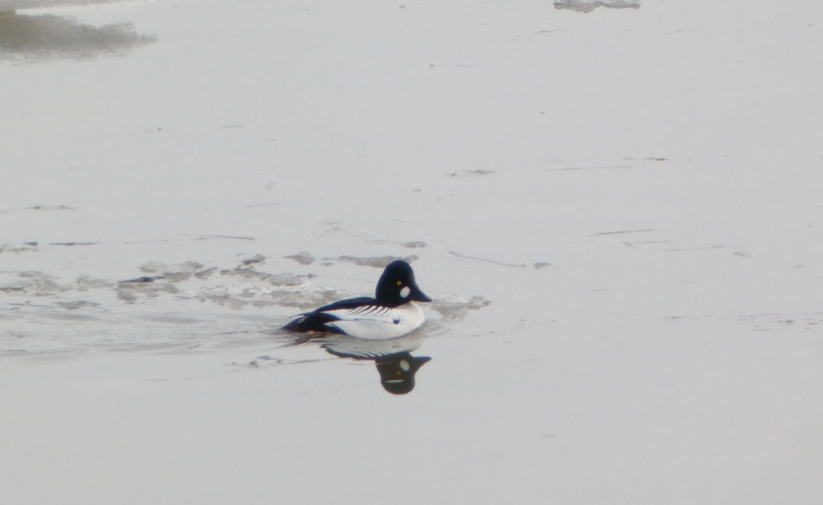 Common Goldeneye - ML616169992