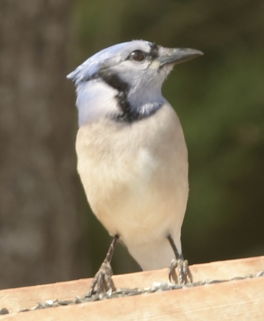 Blue Jay - ML616170015