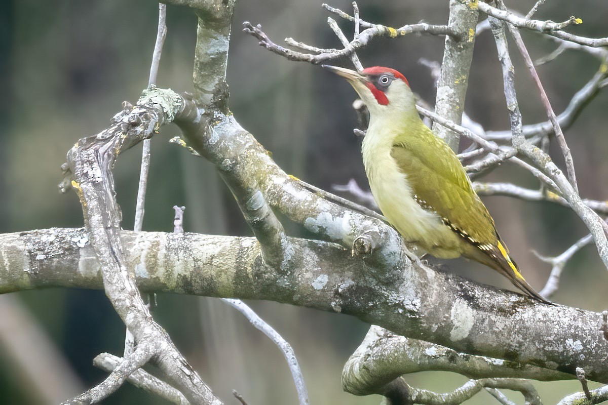 Eurasian/Iberian Green Woodpecker - ML616170029