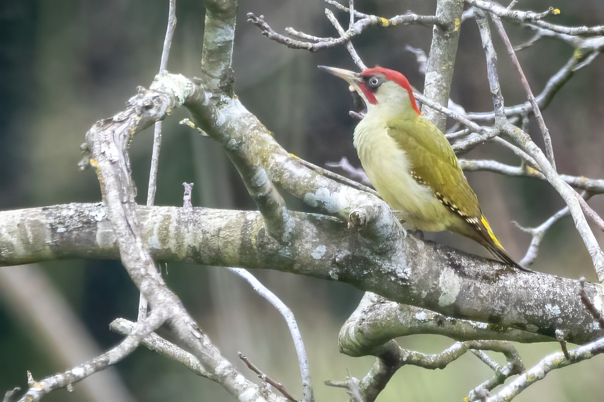 Eurasian/Iberian Green Woodpecker - Aimar Hernández Merino