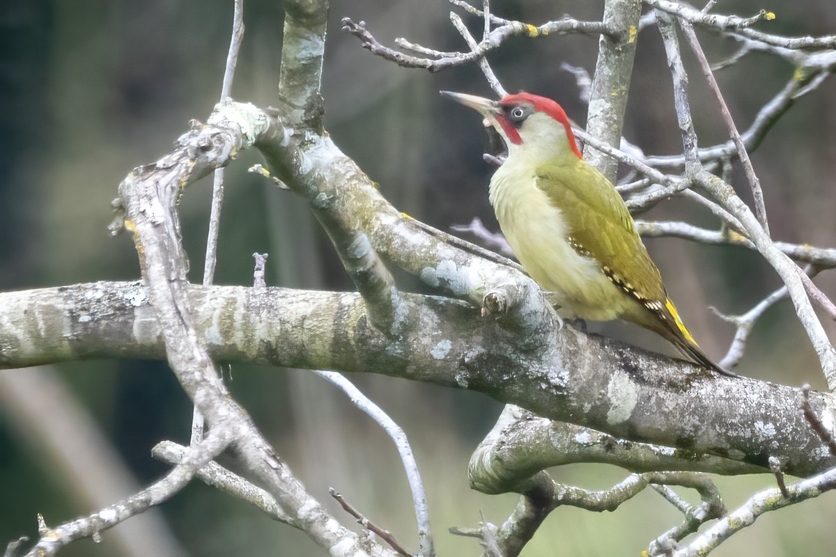 Eurasian/Iberian Green Woodpecker - ML616170031