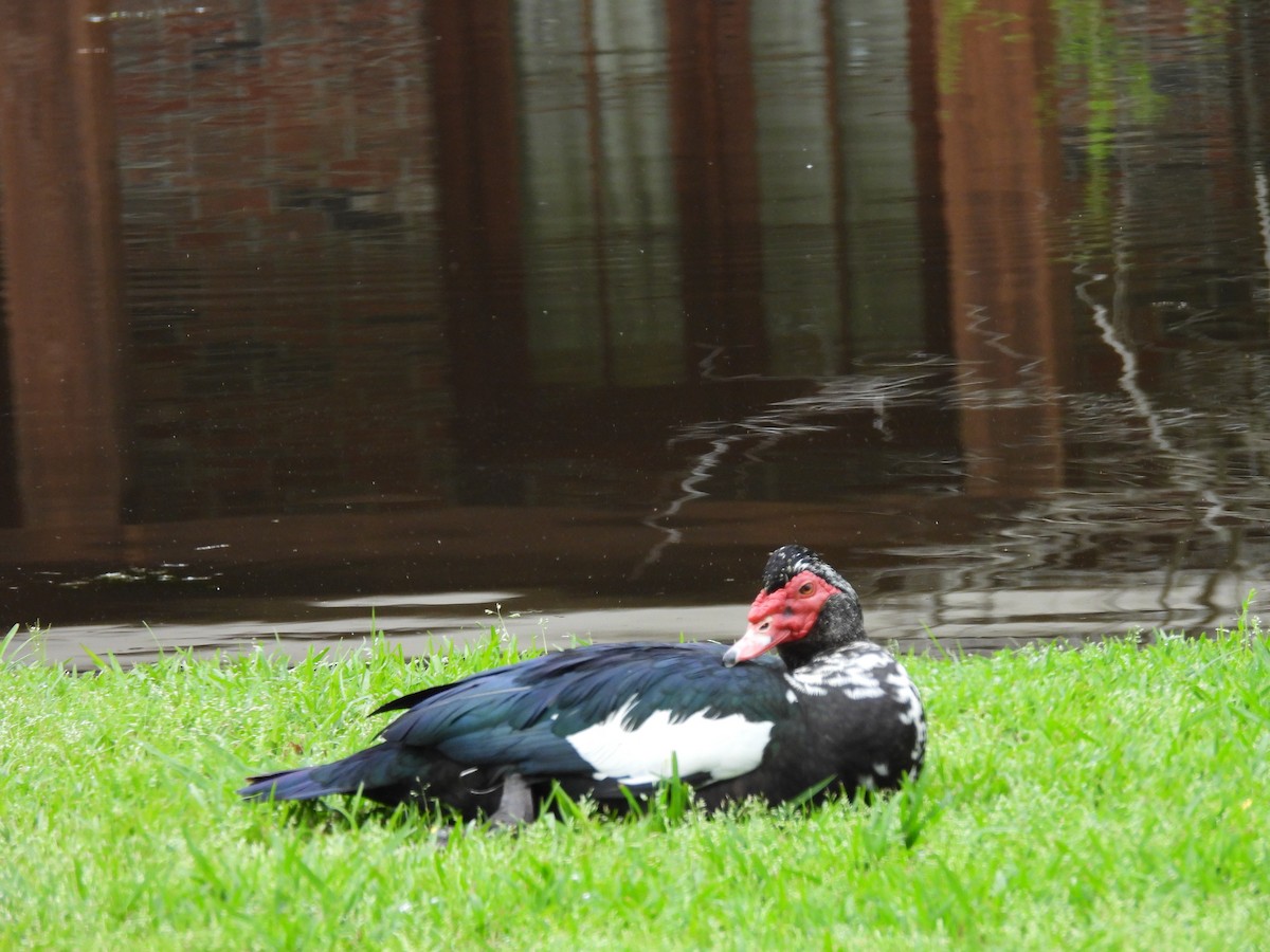 Muscovy Duck (Domestic type) - ML616170036