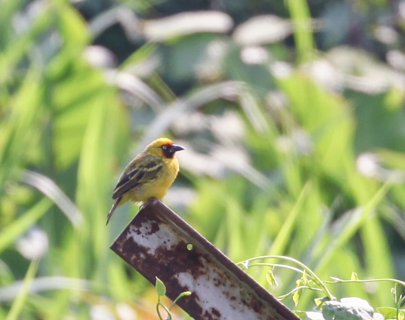 Northern Brown-throated Weaver - ML616170039