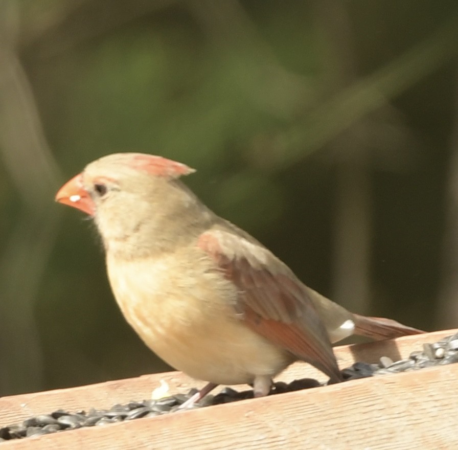 Northern Cardinal - ML616170046