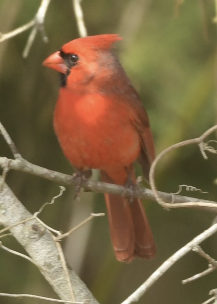 Northern Cardinal - ML616170048