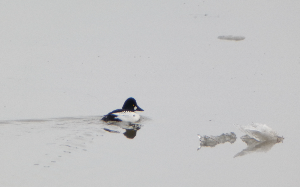 Common Goldeneye - ML616170058