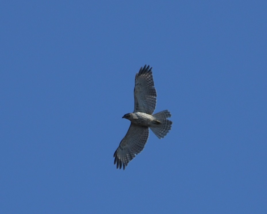 Red-shouldered Hawk - ML616170064