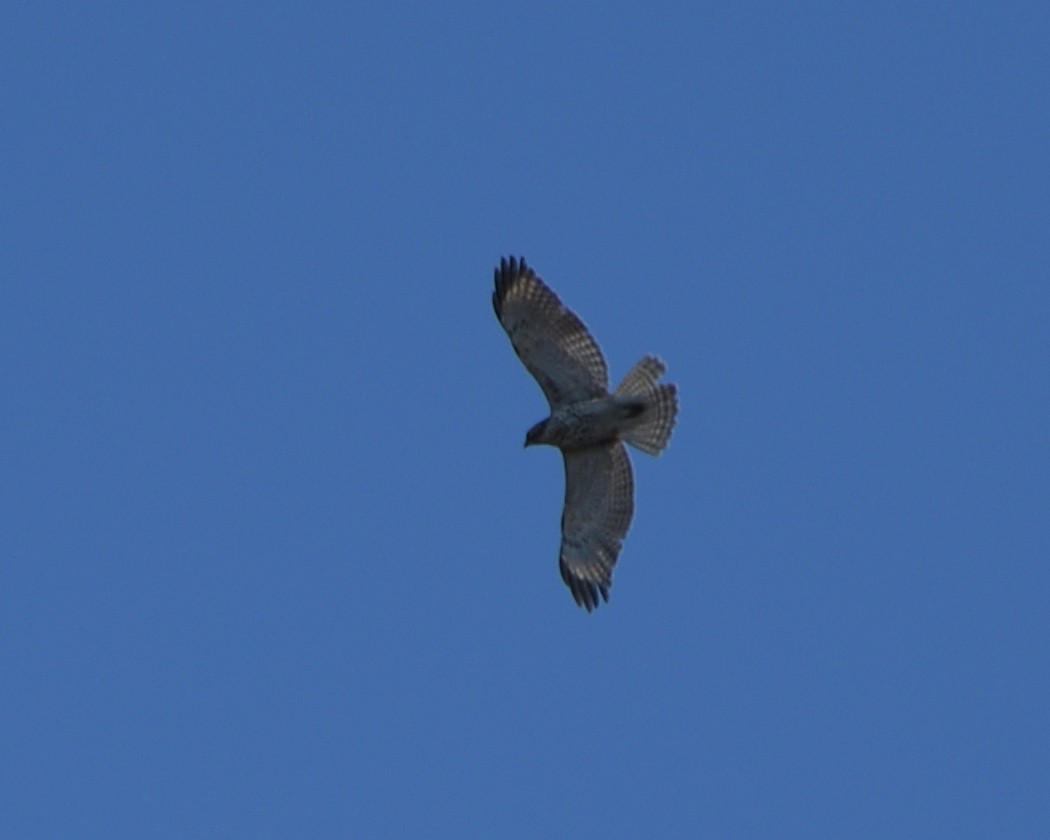 Red-shouldered Hawk - ML616170065