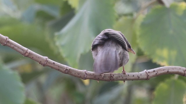 Jungle Babbler - ML616170069