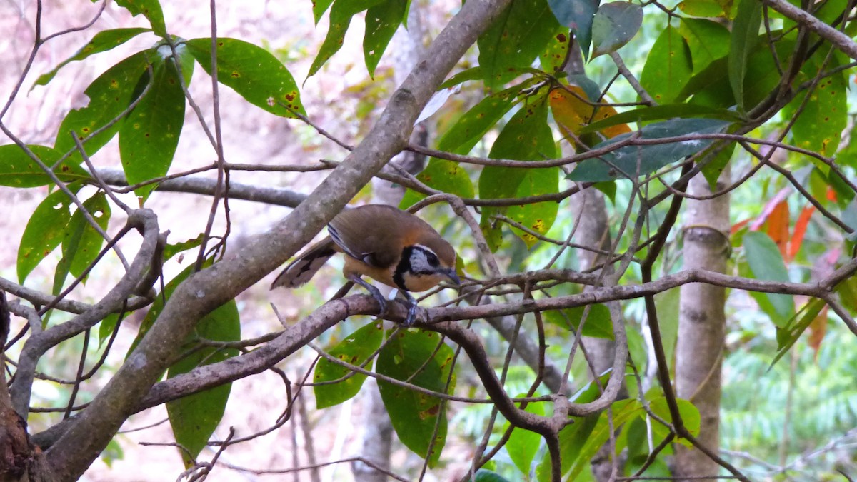 Greater Necklaced Laughingthrush - ML616170130