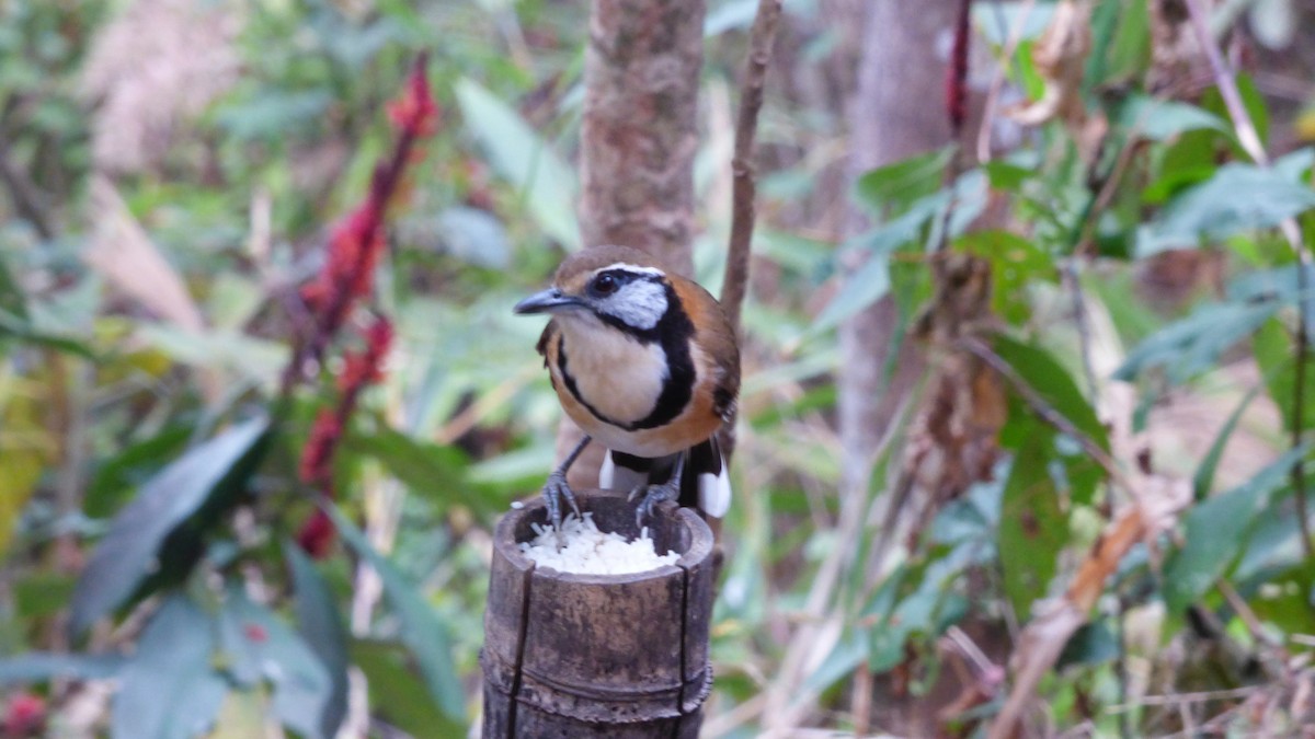 Greater Necklaced Laughingthrush - ML616170131