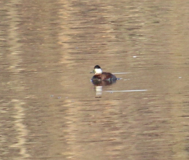 Ruddy Duck - ML616170133