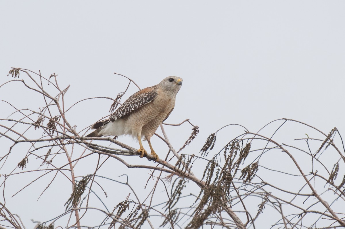 Red-shouldered Hawk - ML616170142