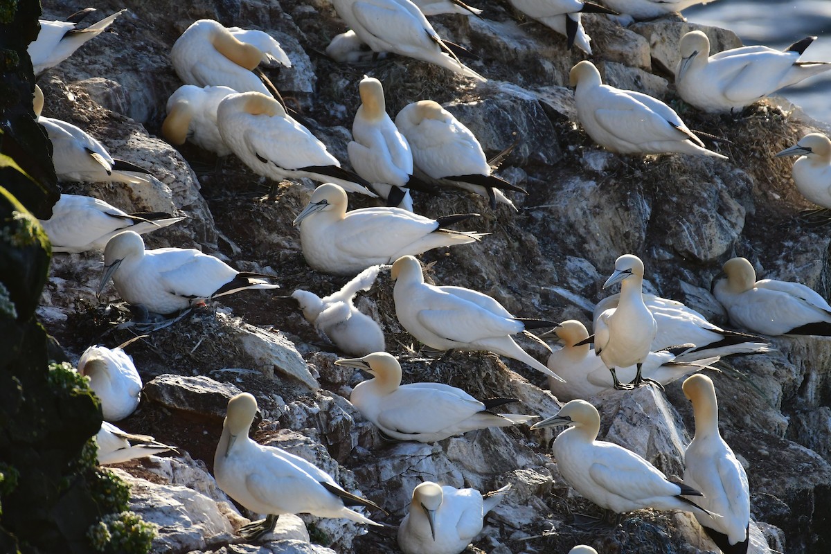 Northern Gannet - ML616170150