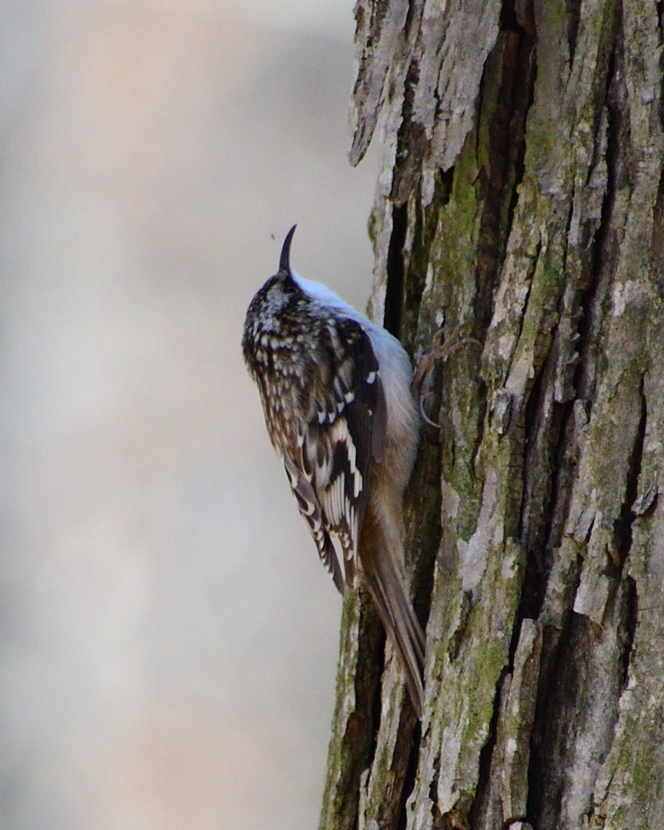 Brown Creeper - ML616170156