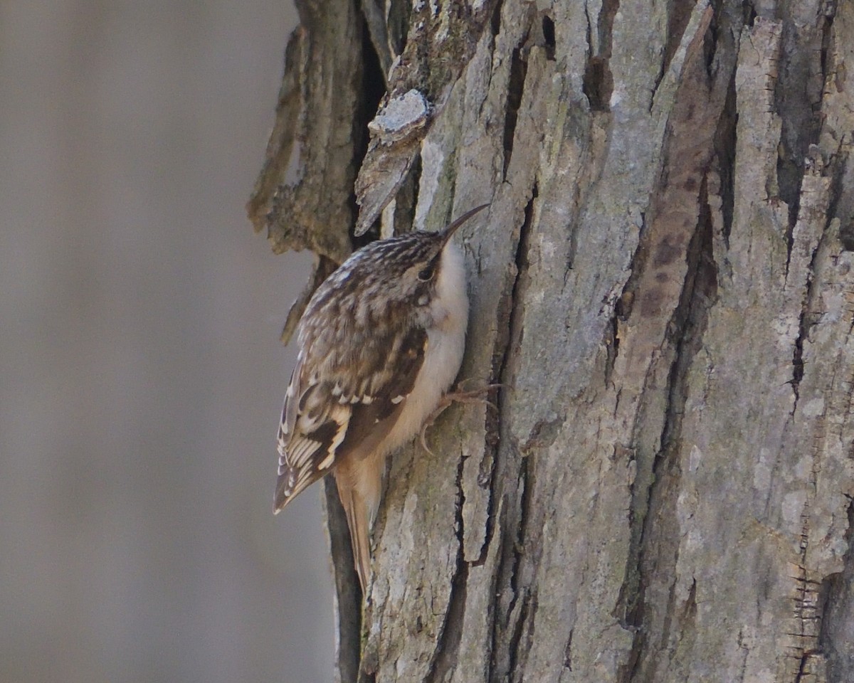 Brown Creeper - ML616170158