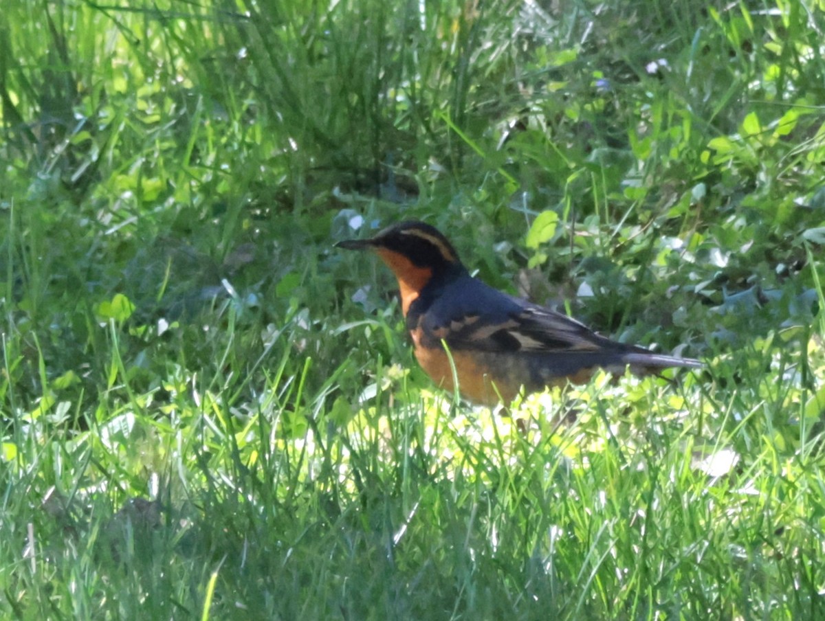 Varied Thrush - ML616170177