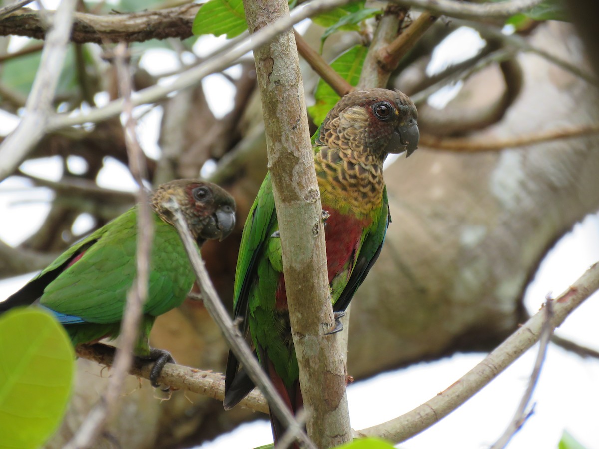 Bonaparte's Parakeet - ML616170190