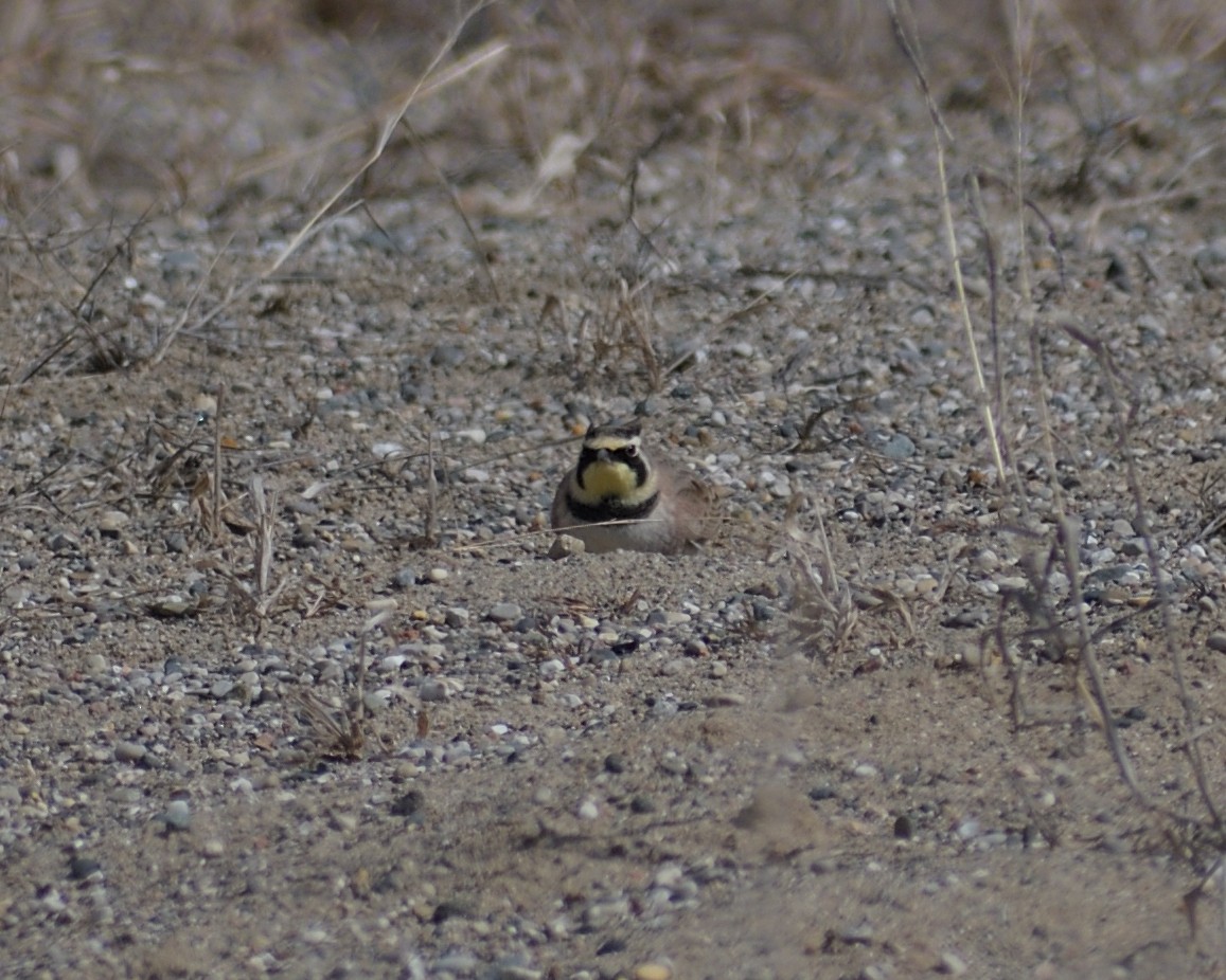 Horned Lark - ML616170199