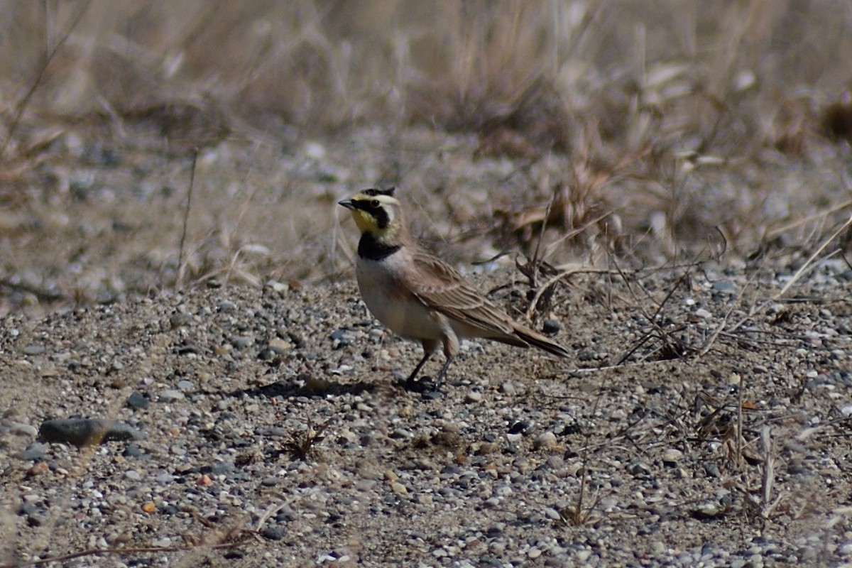 Horned Lark - ML616170200