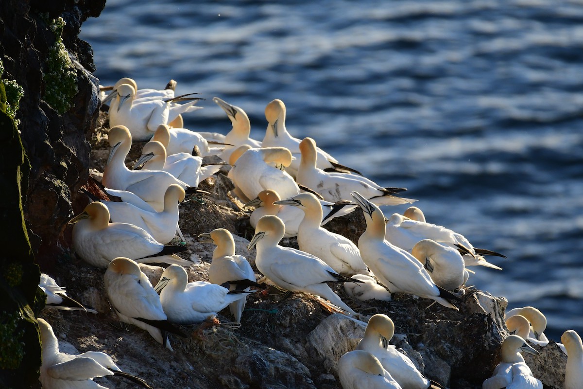 Northern Gannet - ML616170203