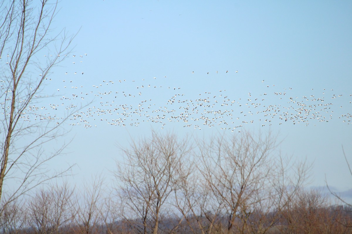 Snow Goose - ML616170205