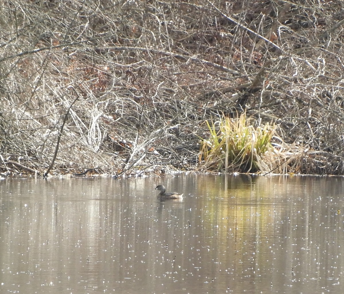 Pied-billed Grebe - ML616170211