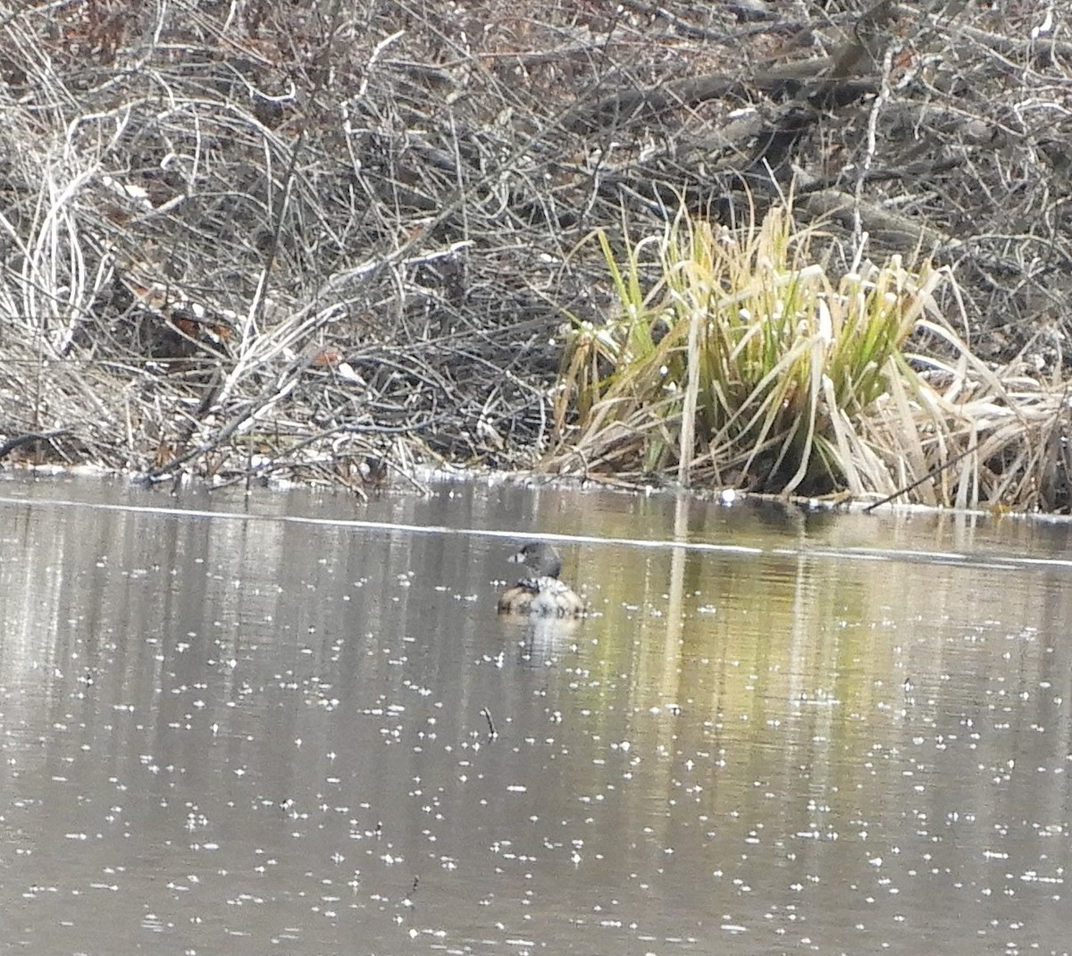 Pied-billed Grebe - ML616170227