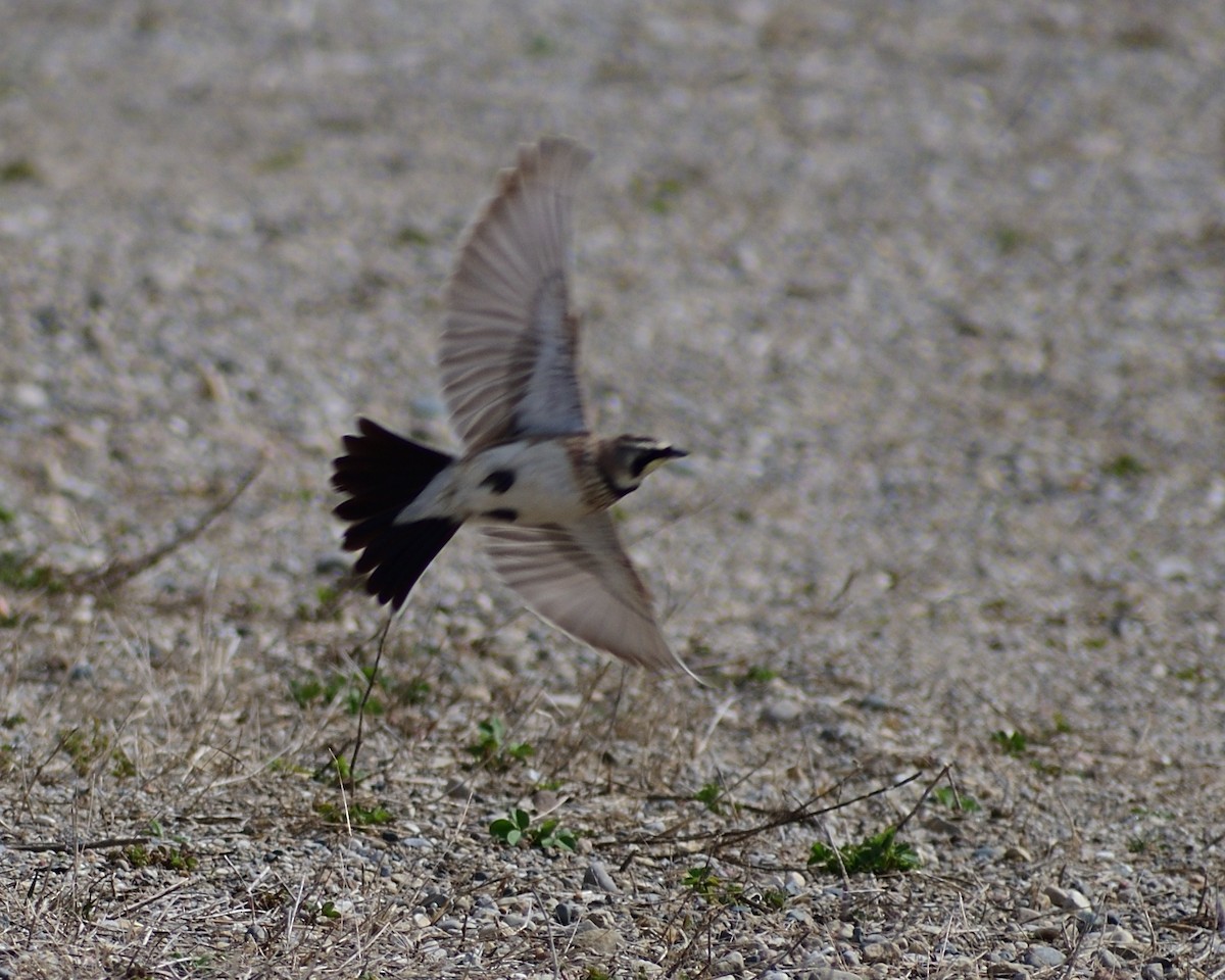 Horned Lark - ML616170238